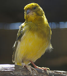 Canary (Serinus canaria) 01.jpg