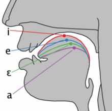 Cardinal vowel tongue position-front.png