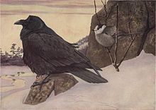 Farbige Illustration zweier Vögel von Louis Agassiz Fuertes