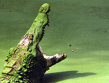 Crocodile in Kachikali kevinzim.jpg
