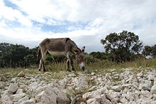 Donkey 04.jpg