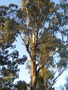Foto eines Eukalyptusmbaums
