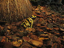 Gelbgebänderter Baumsteiger Dendrobates leucomelas1.jpg