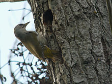 Grey-headed Woodpecker, Białowieża, Poland.jpg