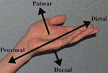 Hand Directional Axes.JPG