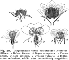 Hegi Rosaceaereceptacles.png