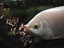 Küssender Gourami I.jpg