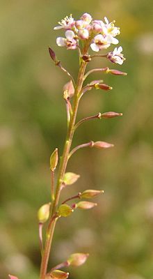 Grasblättrige Kresse