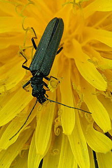 Oedemera.flavipes.female.jpg