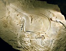 Foto eines fossilen Dinosaurier-Skeletts in Seitenlage