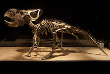 Protoceratops mount.jpg