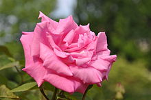 Zéphirine Drouhin