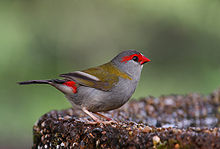 Red-browed Finch 0065 Px1600.jpg