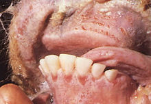 Detailfoto eines Rindergebisses mit Schleimhauterosionen