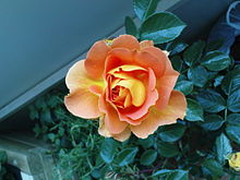 Blühende Rose Goldelse