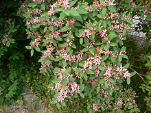 Rusokuusama Lonicera tatarica.jpg