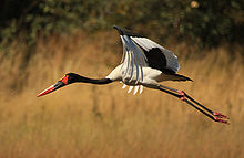 Saddle-billed Stork in flight.jpg