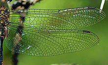 Detailfoto der Libellenflügel