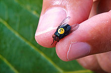 Foto von Fingern, die eine Fliege halten, am Rücken ist diese mittels eines gelbem Aufklebers mit der Zahl 3 markiert