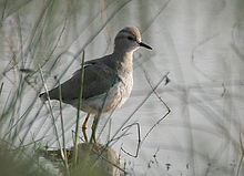 White-tailed Lapwing I IMG 9540.jpg