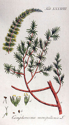 Camphorosma monspeliaca, Illustration