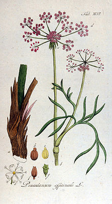 Echter Haarstrang (Peucedanum officinale), Illustration von Adolphus Ypey
