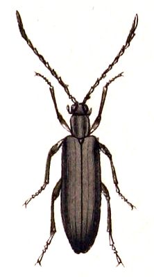 Balkenbohrer (Calopus serraticornis) in einer Zeichnung aus dem Käferbuch von Carl Gustav Calwer,3. Auflage 1876