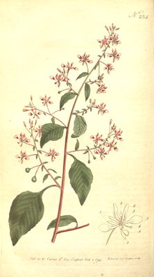 The Botanical Magazine, Plate 254 (Volume 8, 1794).png