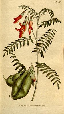 Lessertia frutescens, Illustration von William Curtis