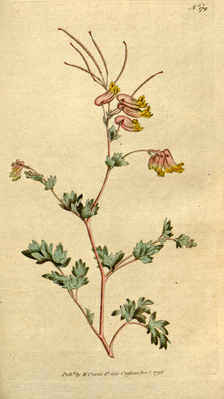 Corydalis sempervirens aus The botanical magazine, 1792