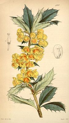 Zeichnung von Berberis ilicifolia aus Curtis' botanical magazine