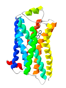 β2-Adrenozeptor