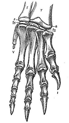 Fußskelett von Ammosaurus (Zeichnung von Marsh 1989).