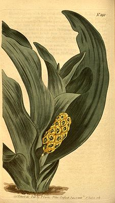 Rohdea japonica, Illustration.