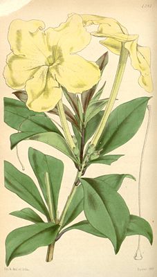 Illustration von Brunfelsia jamaicensis (als Brunfelsia nitida var. jamaicensis)
