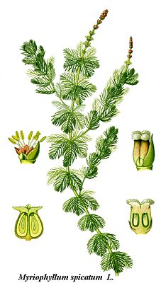 Ähriges Tausendblatt (Myriophyllum spicatum)