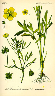Acker-Hahnenfuß (Ranunculus arvensis), Illustration
