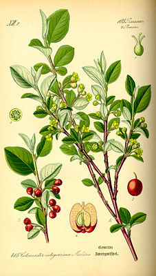 Illustration von Gewöhnliche Zwergmispel (Cotoneaster integerrimus).