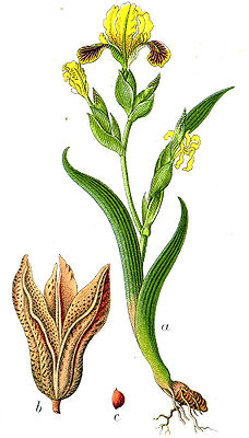 Iris variegata Sturm57.jpg