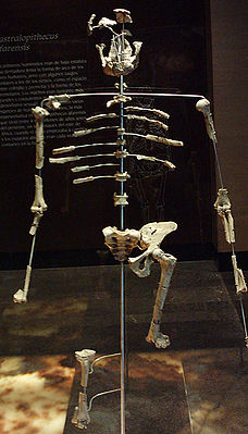 Nachbildung des Skeletts von Lucy im Museo Nacional de Antropología in Mexiko-Stadt