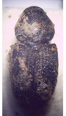 Großer schwarzer Eschenbastkäfer (Hylesinus crenatus), bedeckt mit Bohrmehl des Mutterganges.