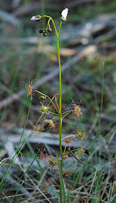 Drosera peltata subsp. auriculata, Tasmanien