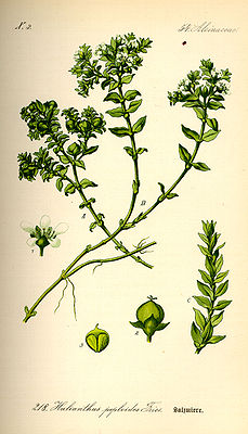 Illustration der Salzmiere (Honckenya peploides)