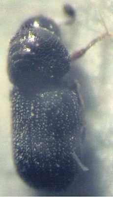 Lindenborkenkäfer (Cryphalops tiliae)