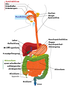 Digestive system diagram de.svg