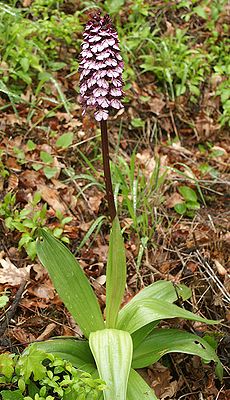 Purpur-Knabenkraut (Orchis purpurea)