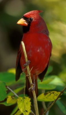 Rotkardinal ♂ (Cardinalis cardinalis)
