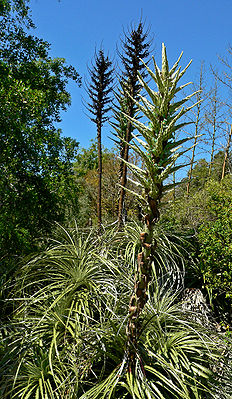 Habitus und Blütenstand von Puya chilensis.