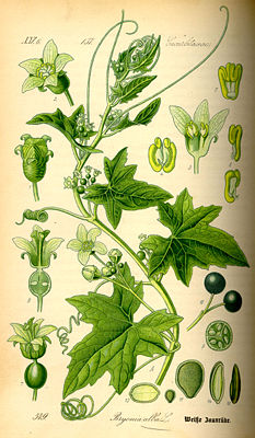 Weiße Zaunrübe (Bryonia alba), Illustration