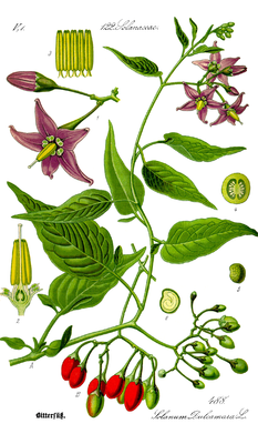 Bittersüßer Nachtschatten (Solanum dulcamara), Illustration